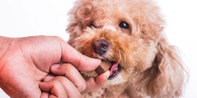 Overland Park, Kans, tops list of heartworm cities for March