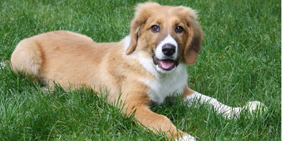FDA approves treatment for urinary incontinence in dogs