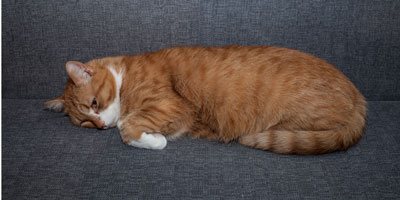 New website pinpoints whether cats are picky eaters or sick