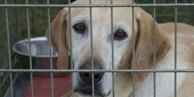 CVMA and California veterinarians clash over blood banks