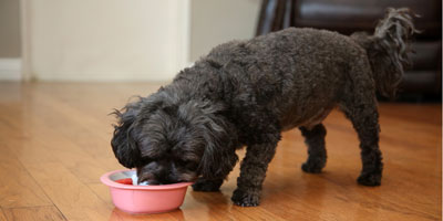 Study finds only low levels of methylmercury in dog food