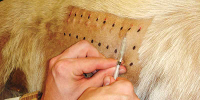 Dermatology and nutrition: Beyond food allergy