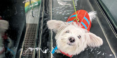 The business of veterinary rehabilitation