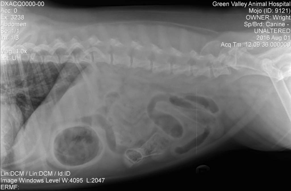 Enter Veterinary Practice News’ 2019 They Ate What?! X-ray Contest