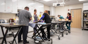 Photo courtesy Ohio State University College of Veterinary Medicine