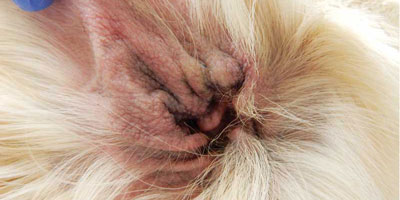 Experts weigh in on ear exams
