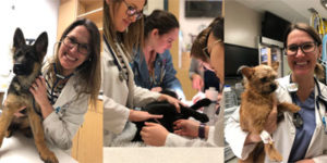 Photo courtesy Ontario Veterinary College