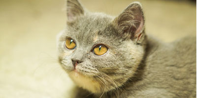 AAFP releases educational toolkit for feline diabetes