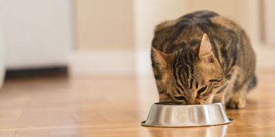 Homemade cat food diets low on nutrients