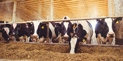Veterinary loan repayment bill introduced in House of Representatives