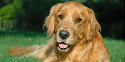 Salem, Ore., tops the list for heartworms in May