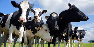 Bayer Animal Health, Nutreco to enhance nutritional health of farm animals