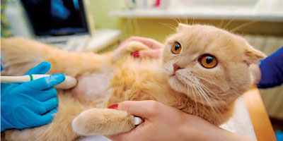 Ultrasound and telemedicine