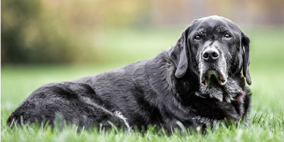 Penn Vet to study hemp-based canine supplement