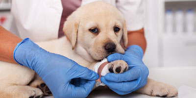New bill allows Florida veterinarians to report suspected abuse