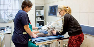 Gathering vital patient information with ultrasound