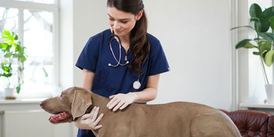 TGen, Ethos develop diagnosis test for canine lymphoma