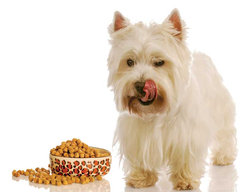 Before you change the diet Veterinary Practice News