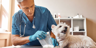 Veterinarian develops platelet-rich fibrin kit for pets and equine