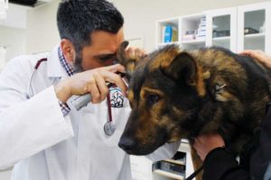 Photo courtesy Peel Regional Police