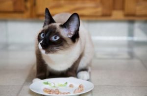 The Association for Pet Obesity Prevention's (APOP's) annual survey found veterinary professionals and pet owners are divided on opinions relating to popular feeding trends.