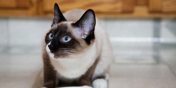 Veterinary professionals, pet owners divided on pet food claims