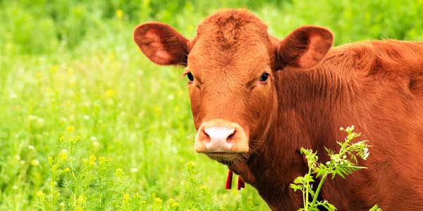 AVMA welcomes passage of agriculture spending bill
