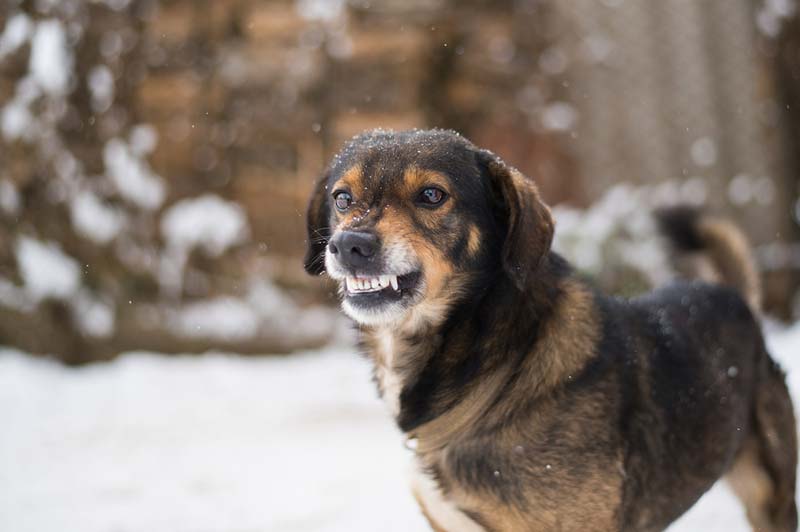 Photo ©BigStockPhoto.com Clinical animal behaviourists should strive to help dog owners feel confident in their behaviour modification techniques, research shows.
