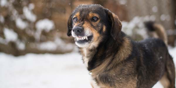 Dog owners need positive reinforcement, too