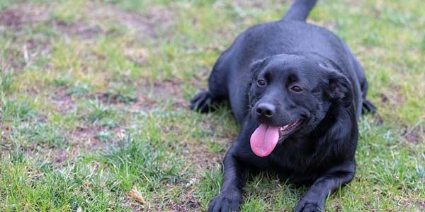 Osteoarthritis in pets on the rise alongside obesity epidemic