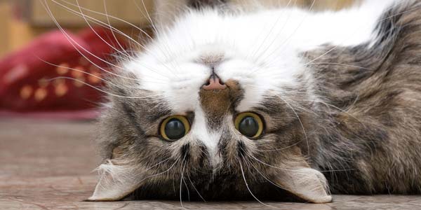 Trupanion names America’s 25 most cat-friendly cities
