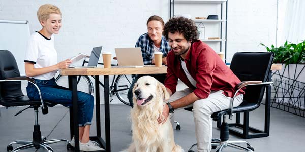 Pets can improve workplace communication, collaboration