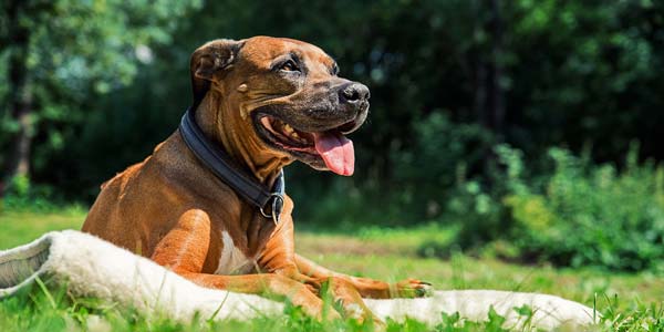 Alexandria, Va., tops list of heartworm cities for June