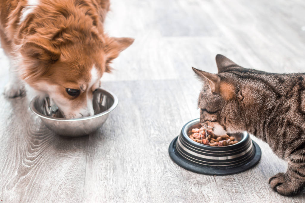 Science-based canine and feline nutritional advice offered in new eBook