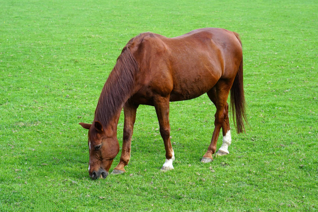 Is chemotherapy a viable treatment for lymphoma in horses?
