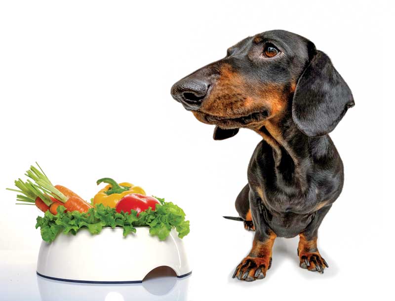 vegan or vegetarian diets good for pets 