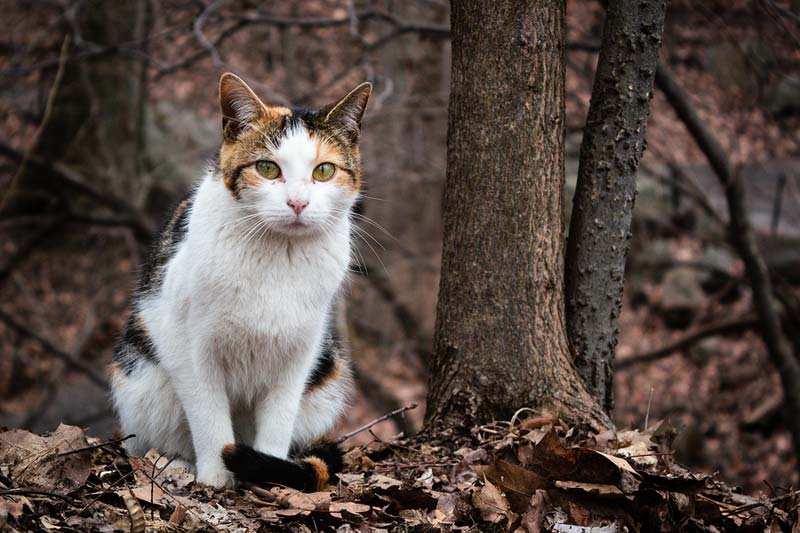 Aspca Marks Half A Million Spay Neuter Surgeries In Nyc