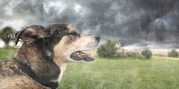 AVMA helps veterinarians prepare clients for evacuation