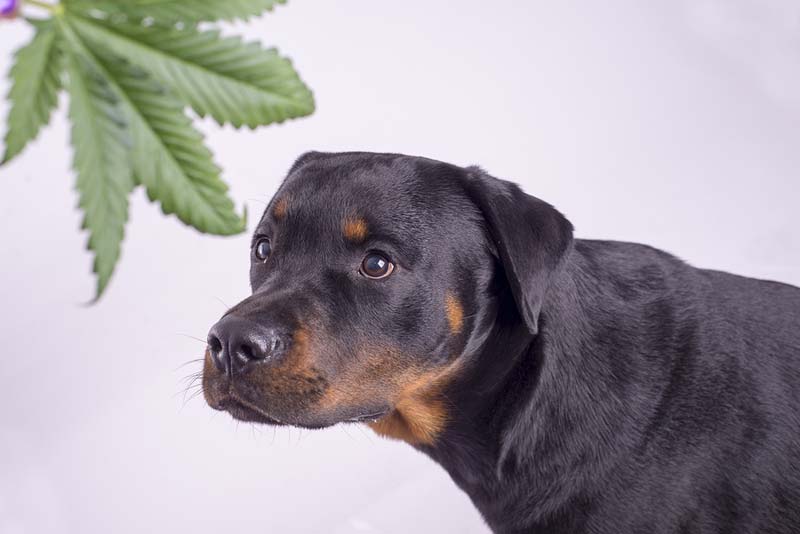 Pet Poison Prevention: Understanding Marijuana Toxicity in Pets