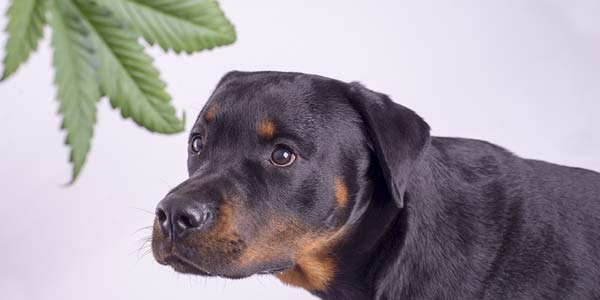 Cannabis poisoning calls up whopping 765 percent