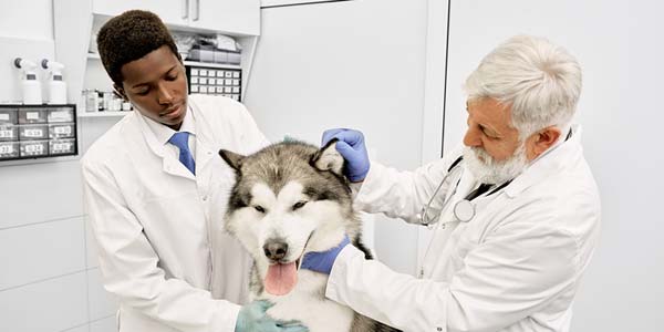 VetStem receives immunotherapy license from human health firm