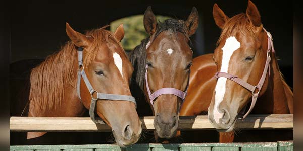 Horse deaths linked to compounded EPM drugs