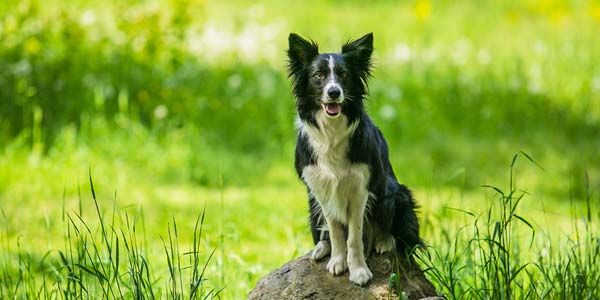 Sioux Falls, S.D., tops list of heartworm cities for July