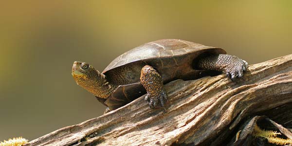 Fungus likely linked to freshwater turtle shell disease