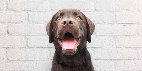 Cities receive certification for pet friendliness
