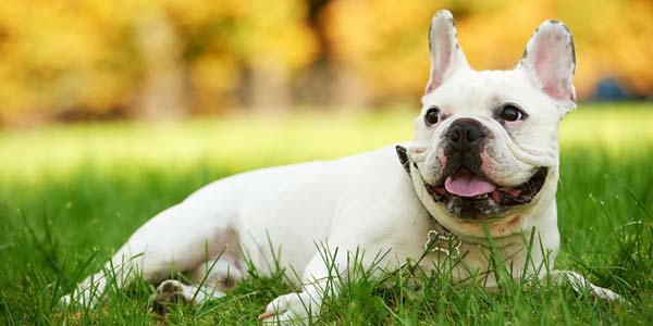 Short outlet muzzle dogs