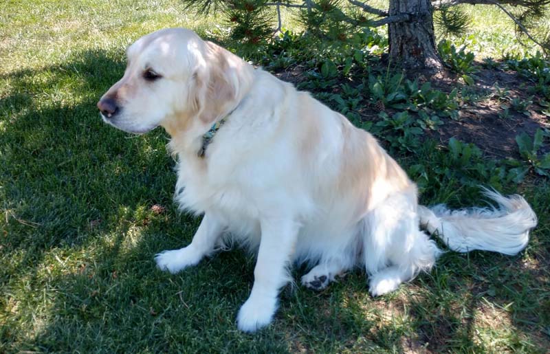 Photo courtesy Morris Animal Foundation Dusty Bottoms, an overweight golden retriever from Colorado, is a participant in Morris Animal Foundation's Golden Retriever Lifetime Study.