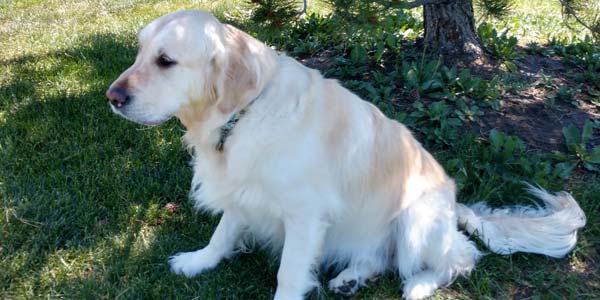 Spaying and neutering large-breed dogs might increase risk of obesity