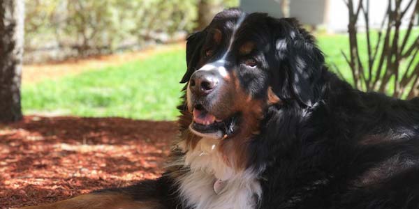 Osteosarcoma in dogs and children genetically similar