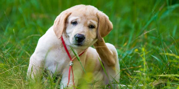 Veterinarians urged to discuss skin health with clients